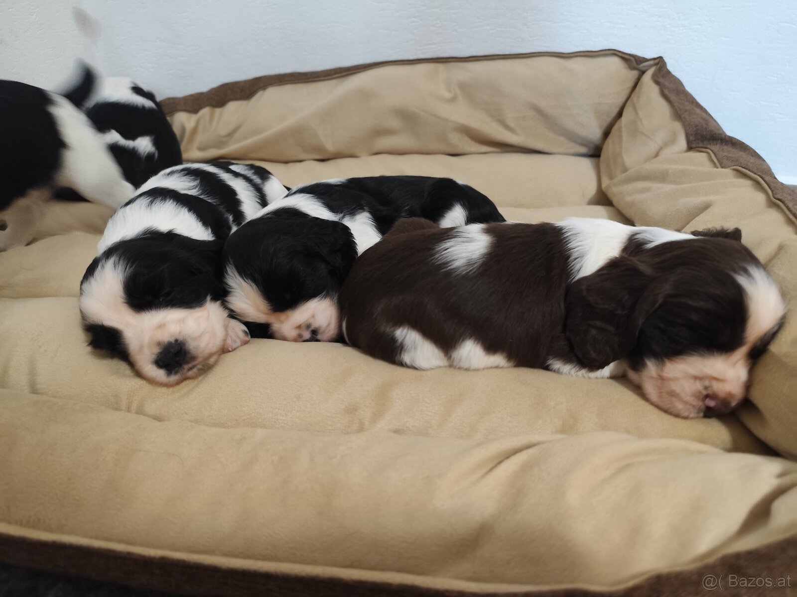 Englische Springer Spaniel Welpen mit PP FCI - 7
