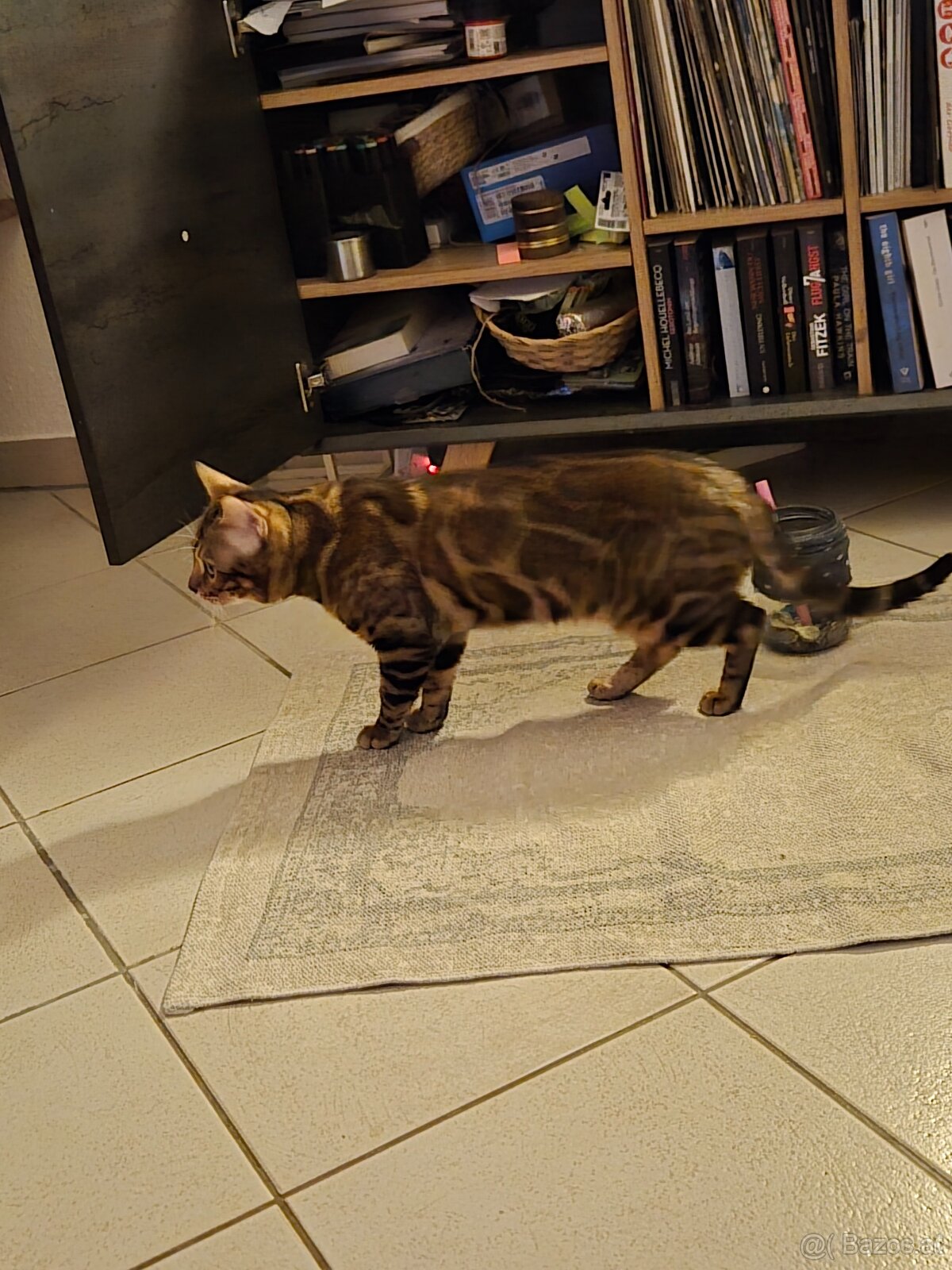 Bengalkater 2.5 Jahre alt Notfall - 7