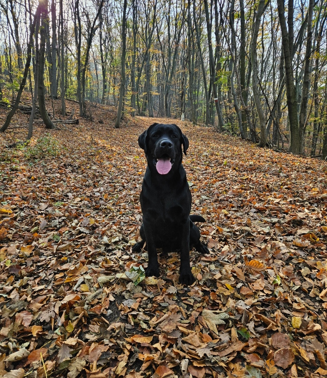 Labrador Deckrüde mit FCI Ahnentafel - 7
