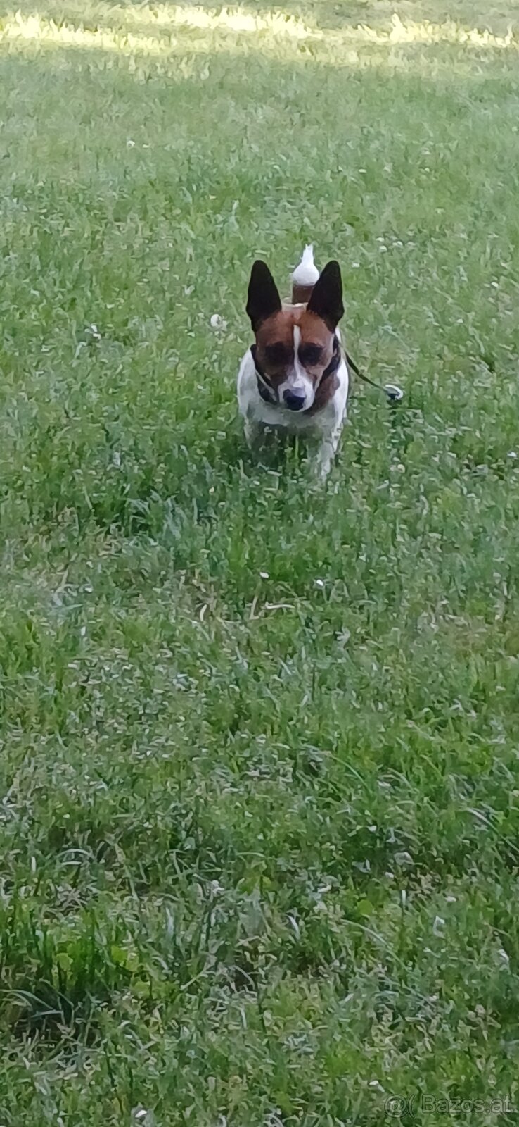 Jack Russell Trrier - 7