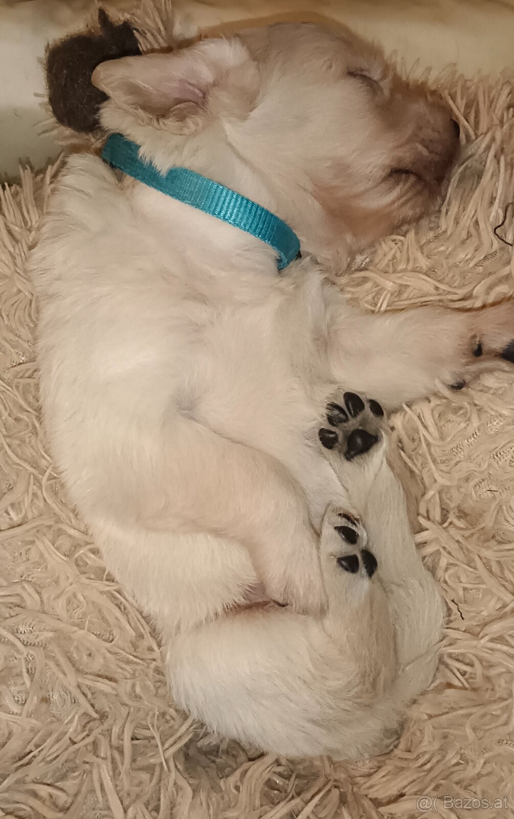 Golden Retriever Welpen - 7