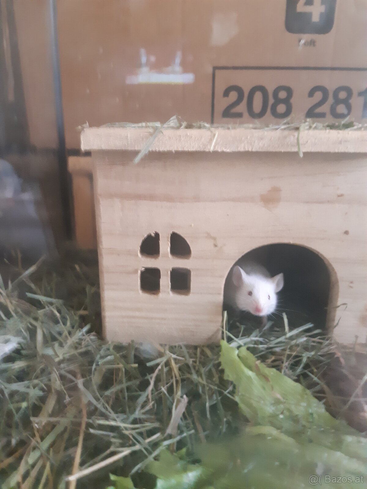 Maus zu vergeben. - 7