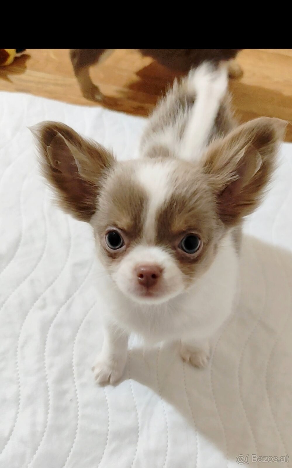 Chihuahua mit einer Ahnentafel FCI - 7