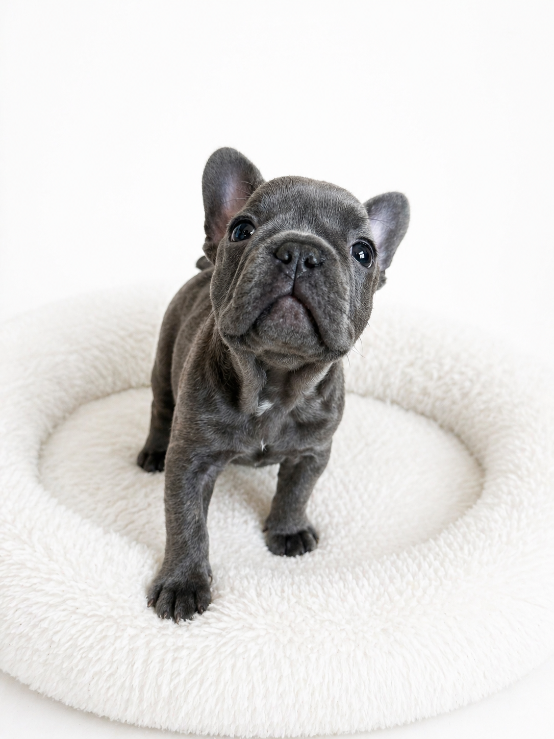 Französische Bulldogge – blaue Hündin mit Stammbaum - 7