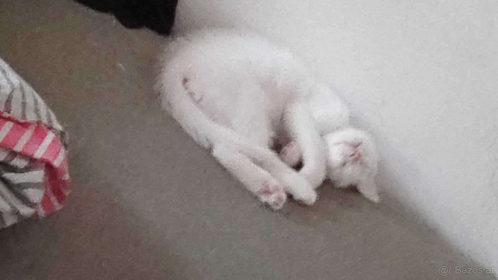 Katzen baby - 7