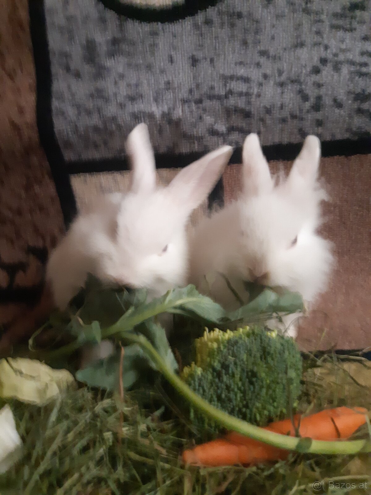 Zwergkaninchen jugendlich zu vergeben - 7