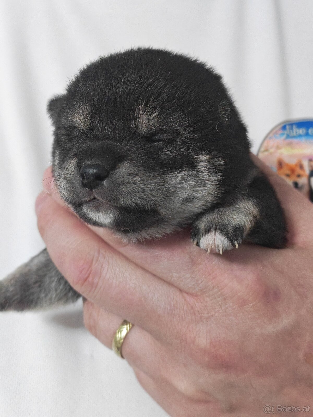 Shiba inu Welpen - 7