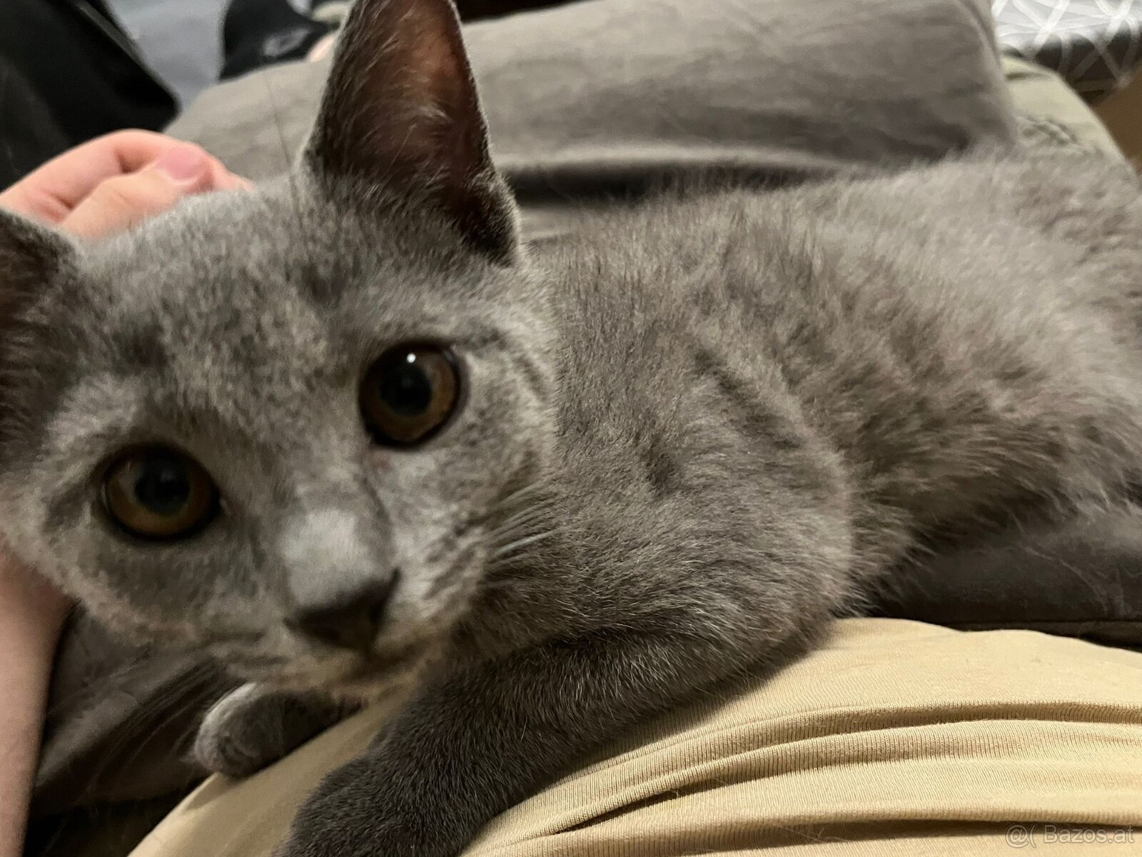 BKH katzen 2 Männchen und 2 Weibchen - 7