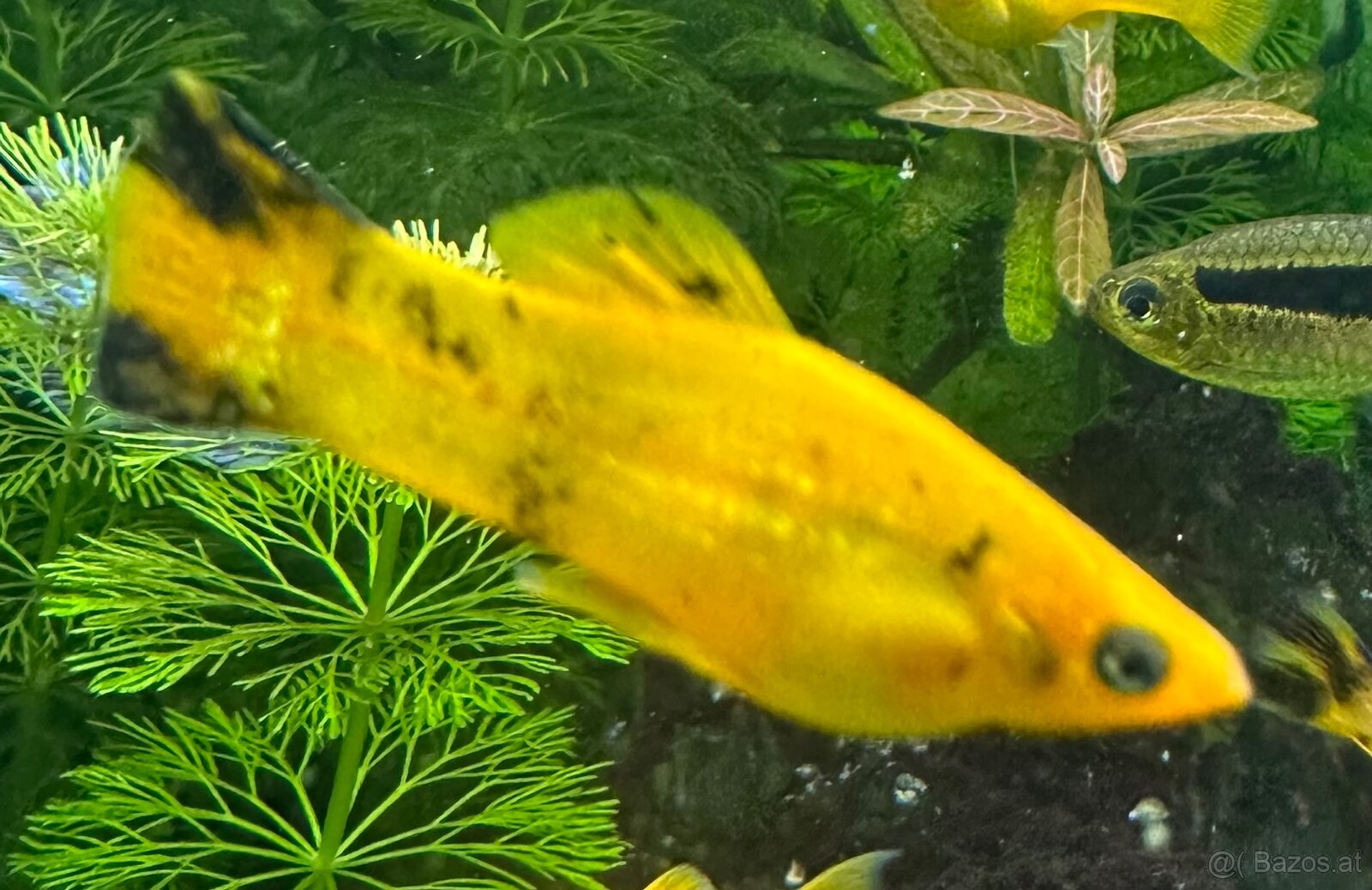 Mollys, Platys und noch mehr zum verkaufen 🐟 - 7