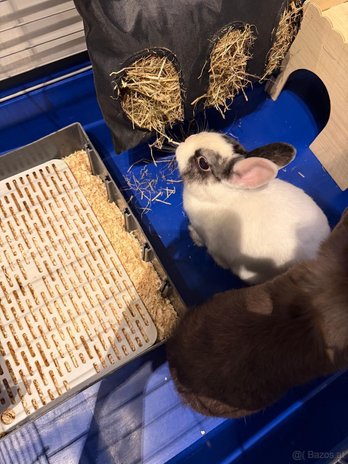 Hasen Hase Zwergkaninchen mit Käfig Kaninchen - 7
