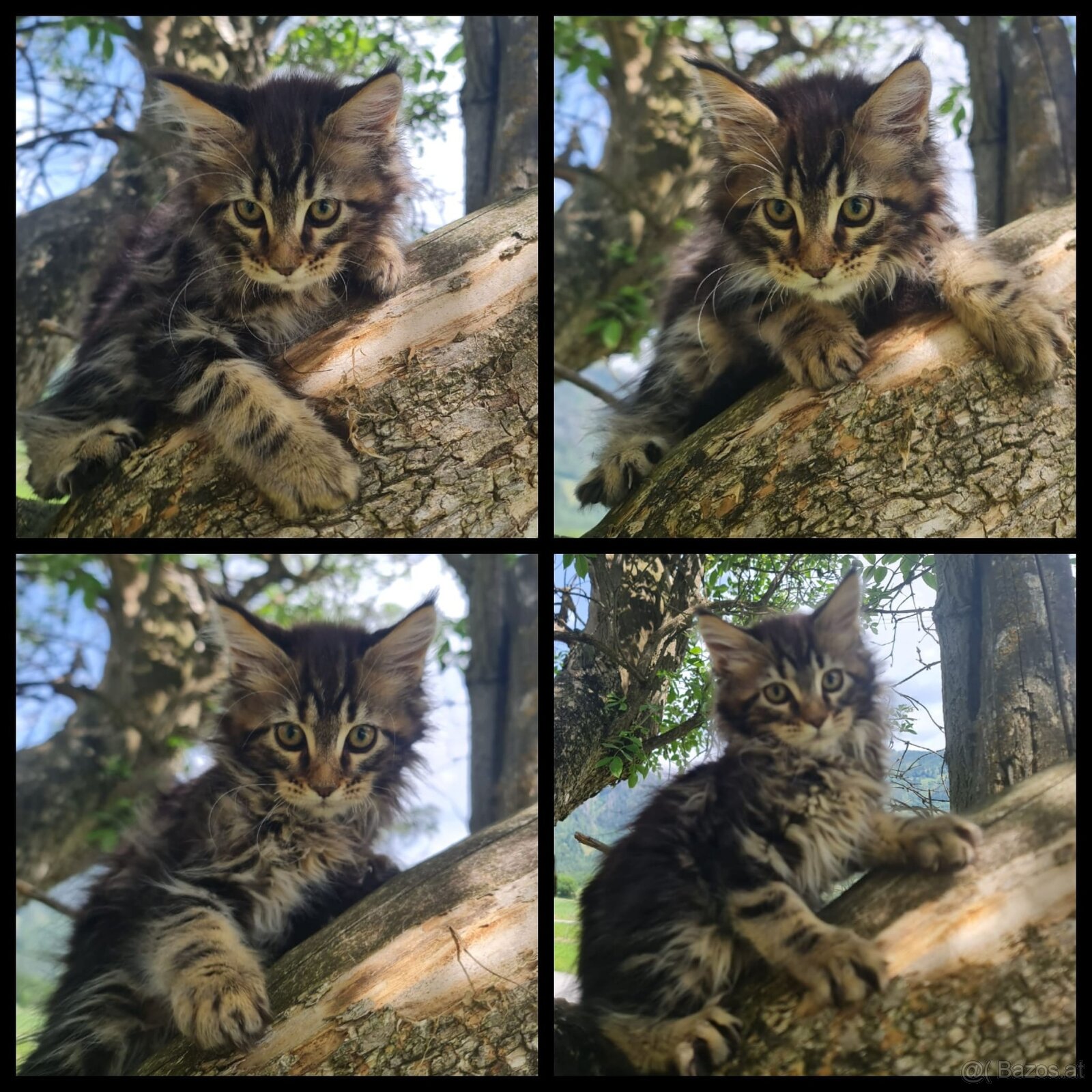 Maine Coon Kitten suchen Herzensplätze - 7