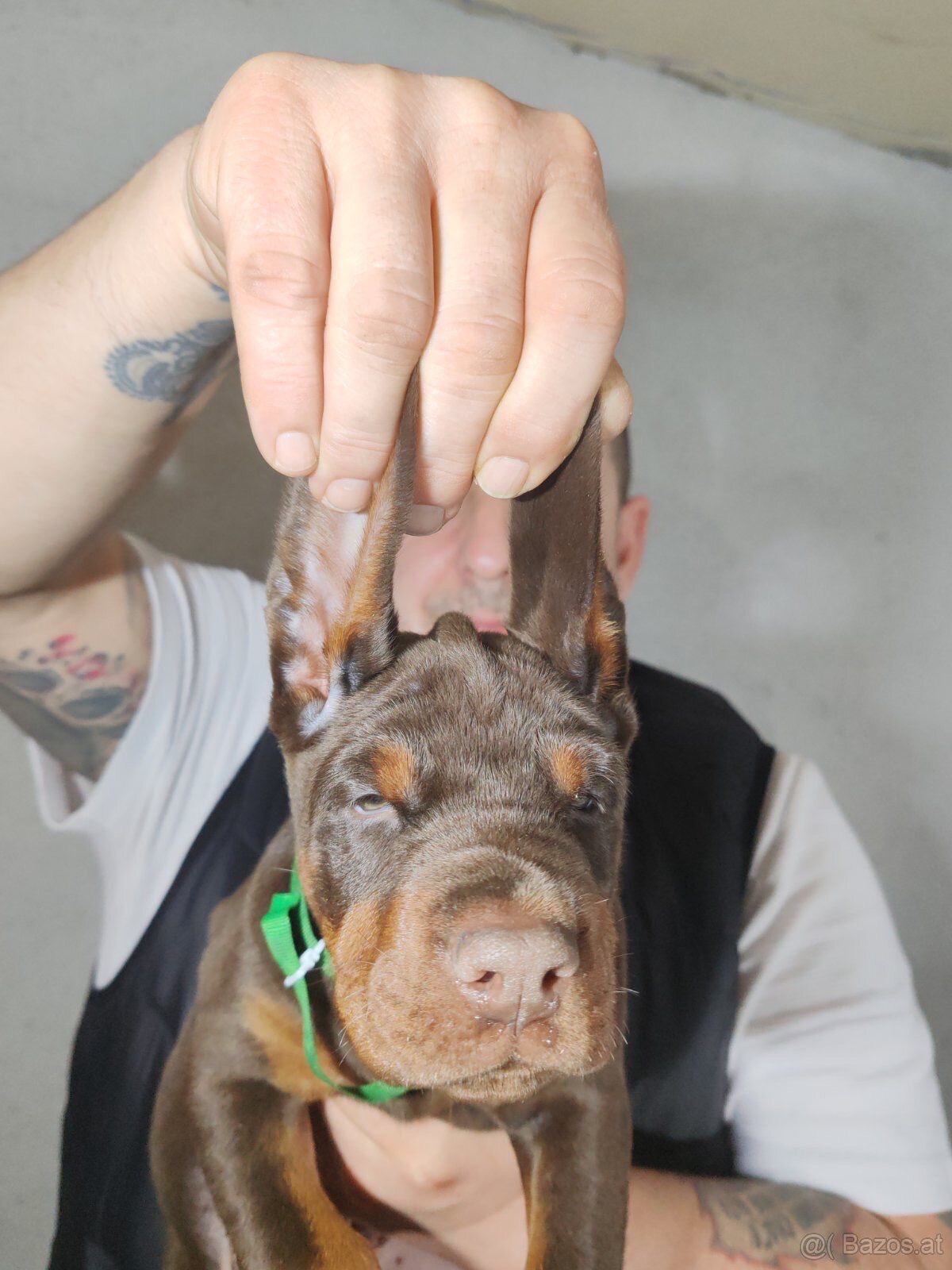 Doberman welpen mit PP - fci hunde - 7