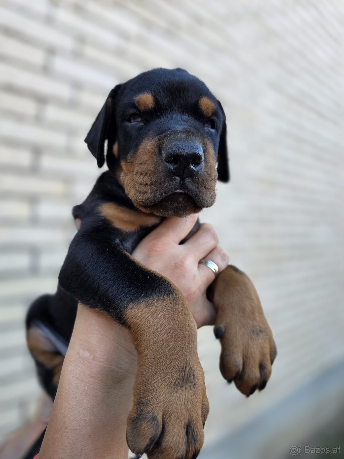 Dobermann Welpen mit FCI-Ahnentafel - 7