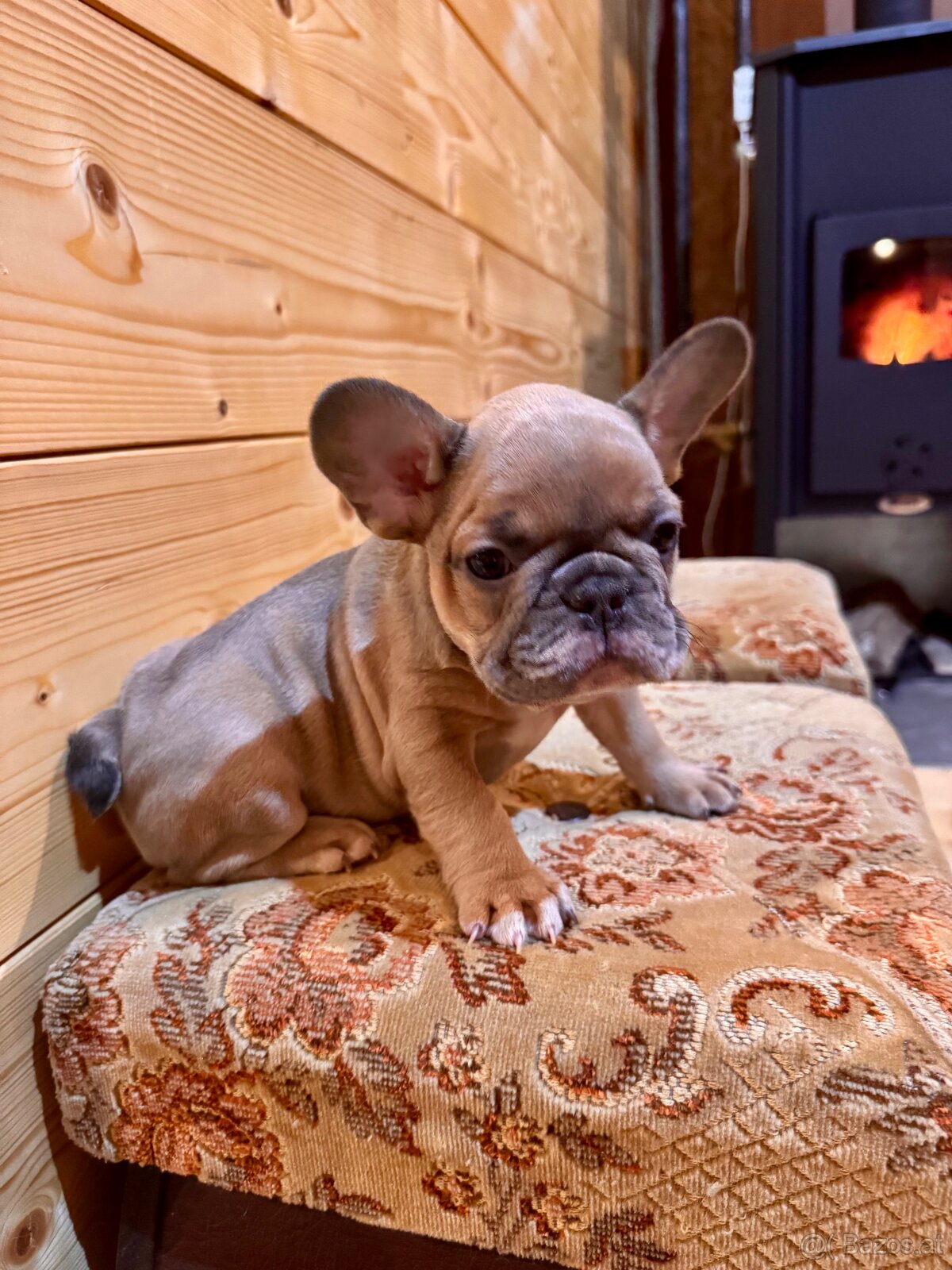 Französischen Bulldoggen Welpen - 7