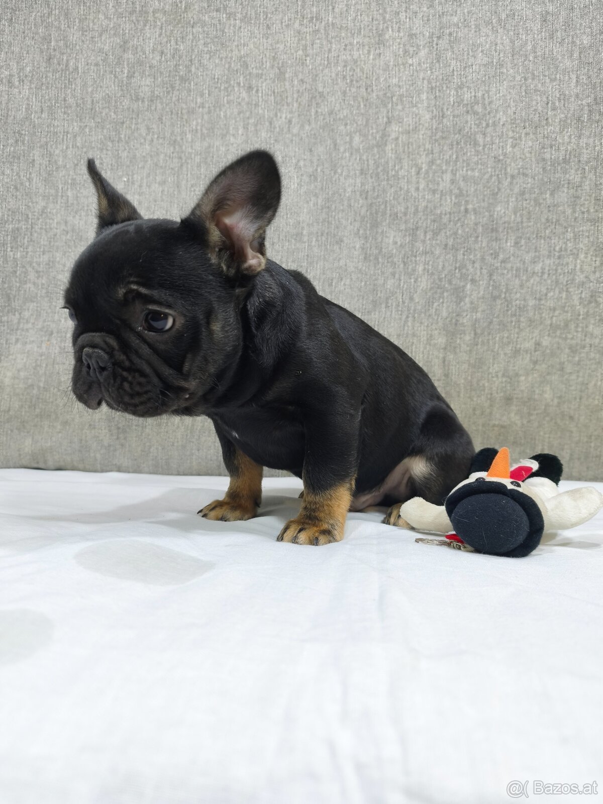 Französischen Bulldog - 7