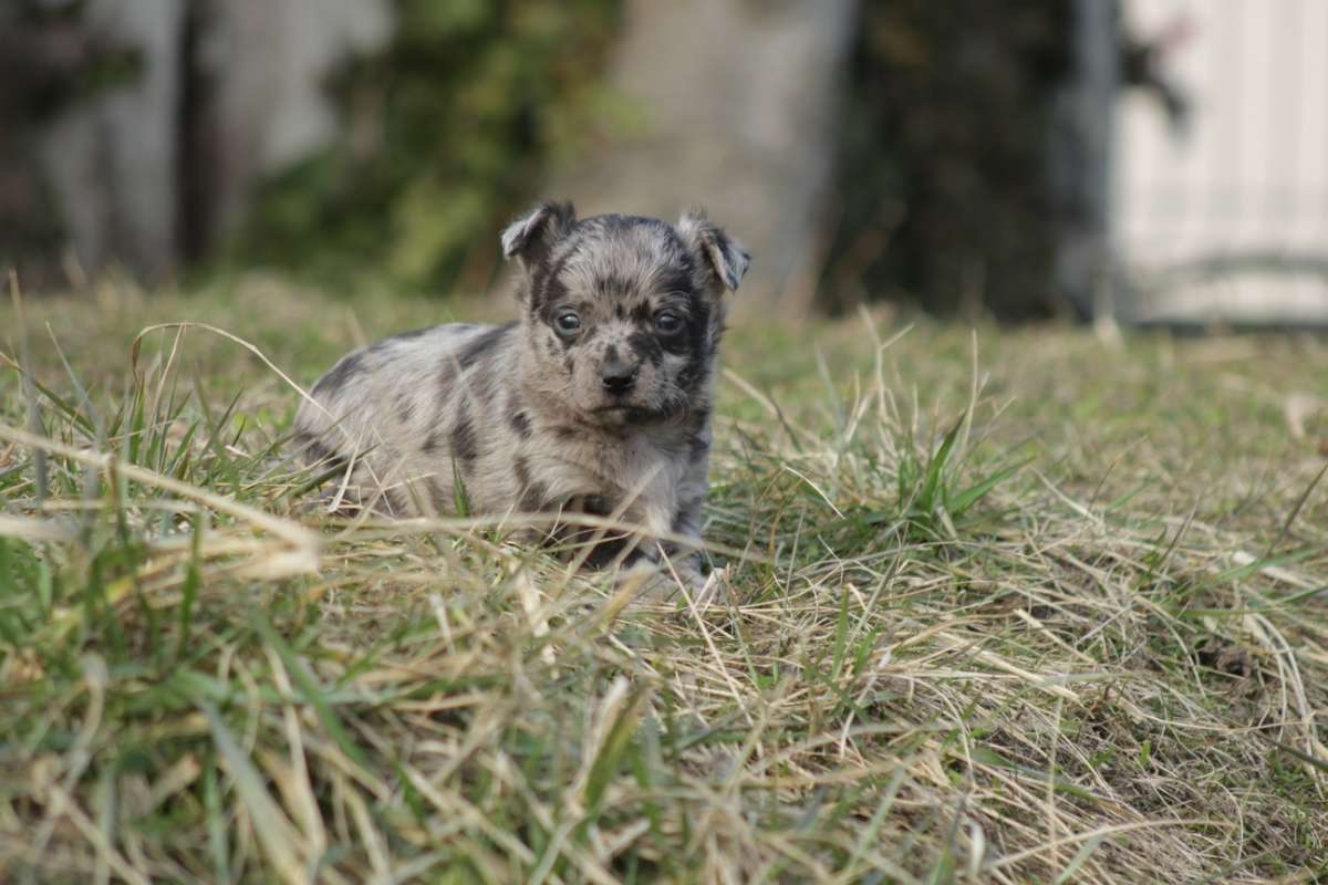 Mu-Chi (Mudi x Chihuahua) Welpen zu verkaufen - 7