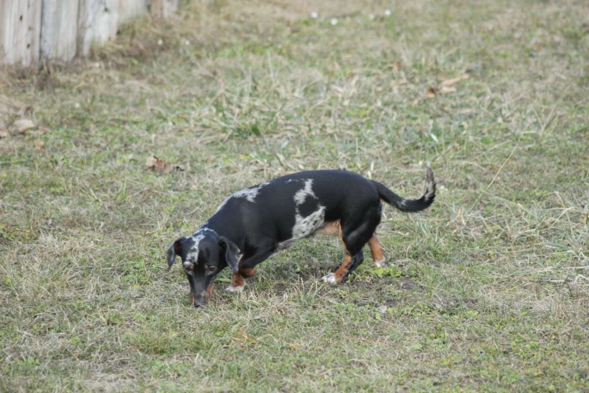 Standard Dackel Hündin sucht neues Traumzuhause - 7