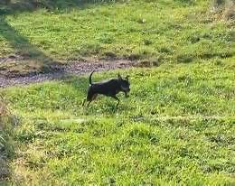 Zwergpinscher Hündin sucht neues Traumzuhause - 7