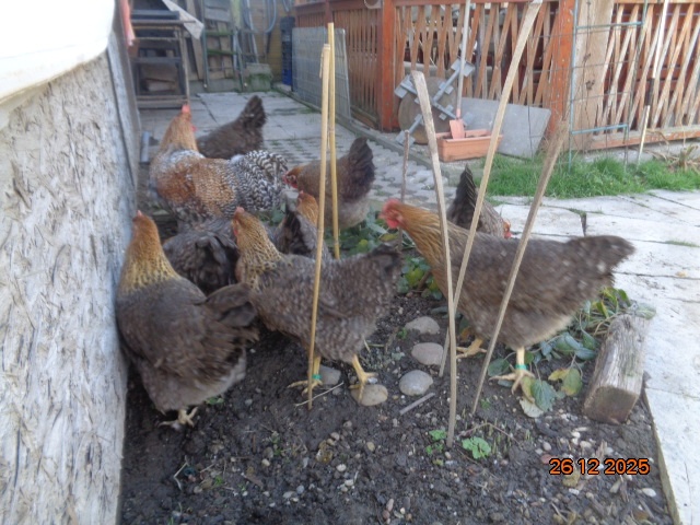 Bruteier Bielefelder kennfarbig - 7