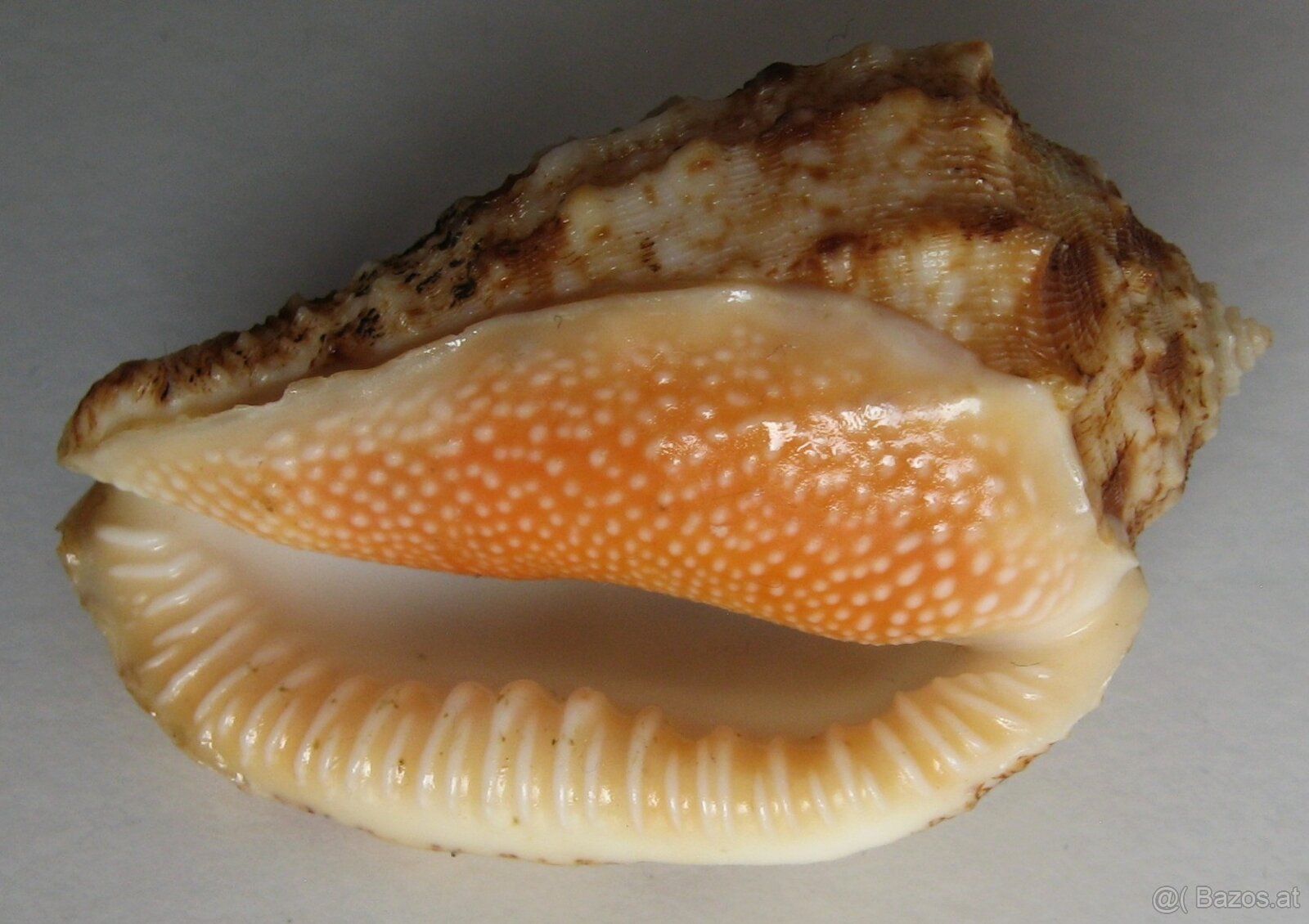 Muschelverkaufsausstellung 28. 3. BRNO - 7