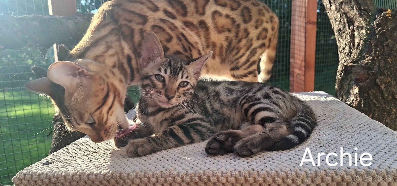 BENGAL-KITTEN MIT FIFe-STAMMBAUM - 7