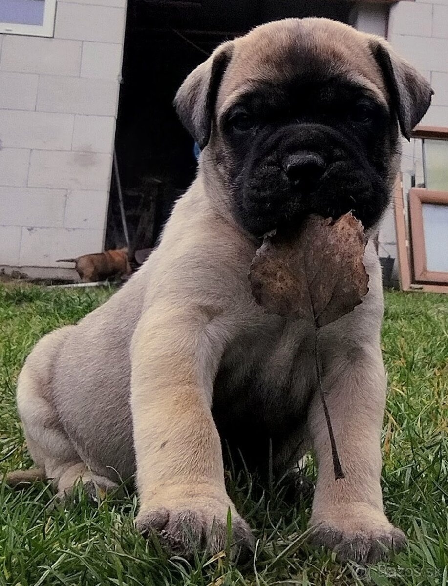 Bullmastiff - 7