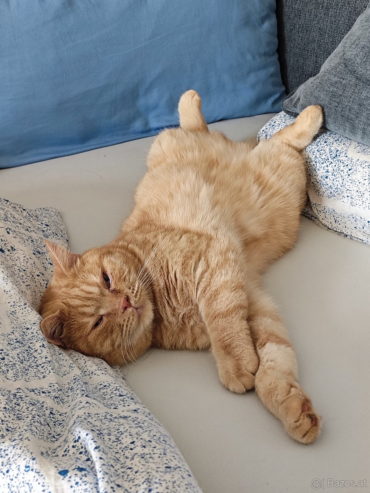 Britisch Kurzhaar Katzen - 7