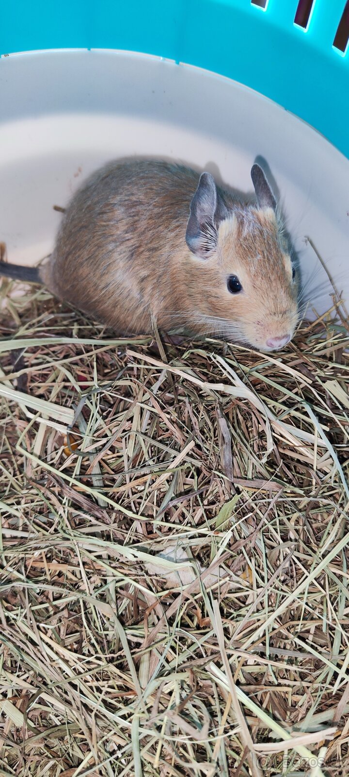 Degus - 7