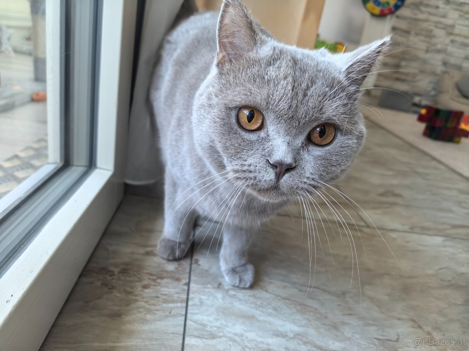BKH Kater - Notfallabgabe (Katze) - 7