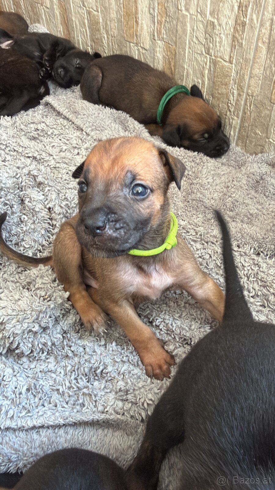 Cane Corso x Malinois Welpen - 7