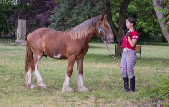 Drum horse hengst - 7