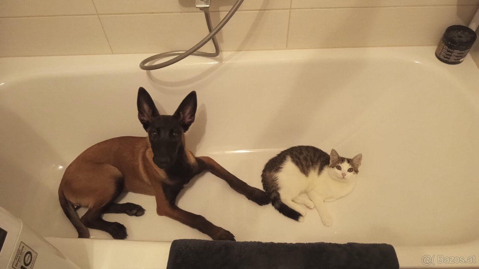 Wurfankündigung Malinois x Cane Corso - 7