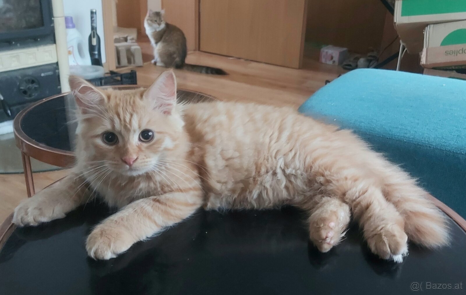 Sibirische Katze – Kater mit Stammbaum (PP) - 7