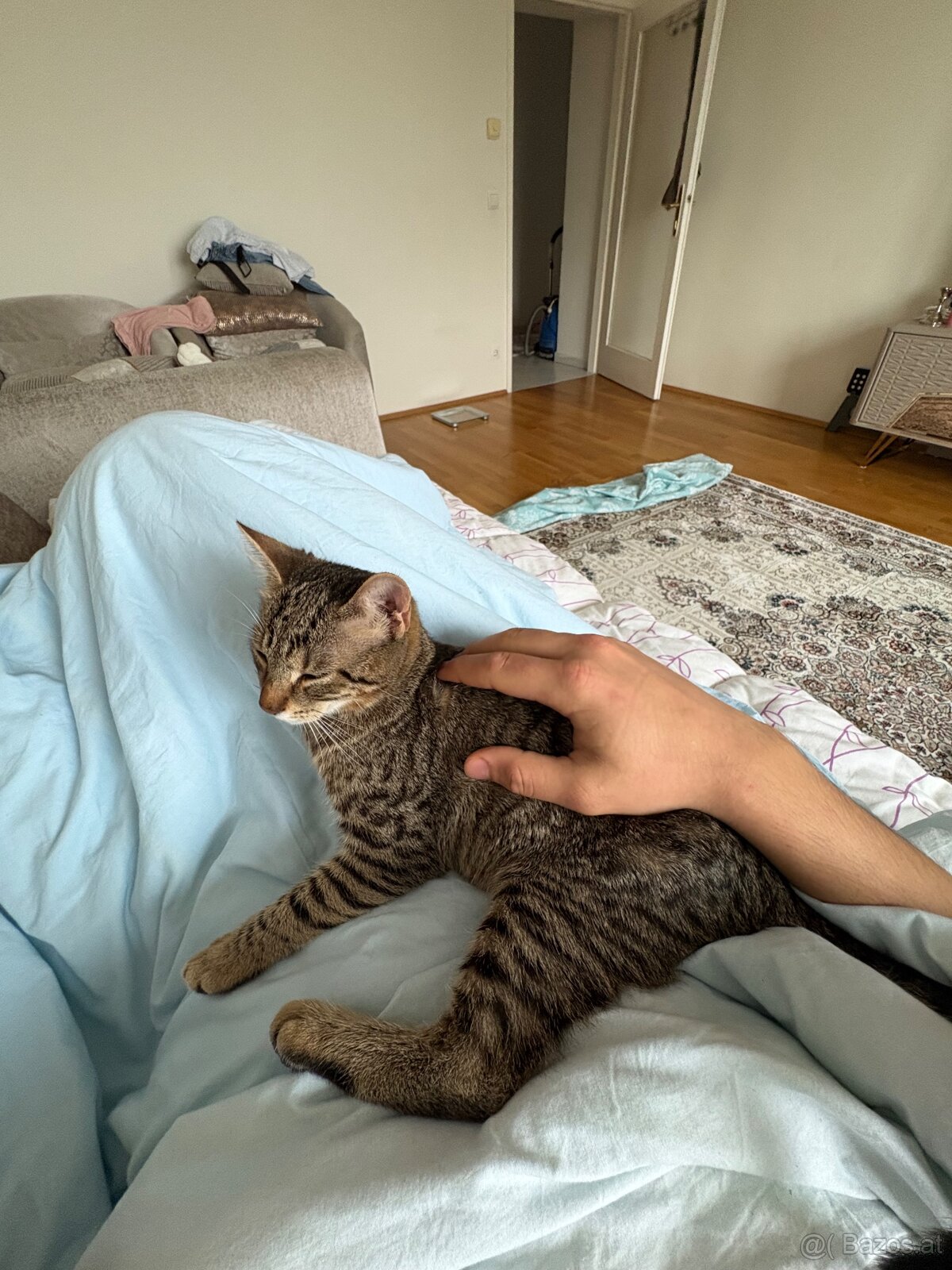 2 Junge Katzen weiblich und Junge 6 Monate alt - 7