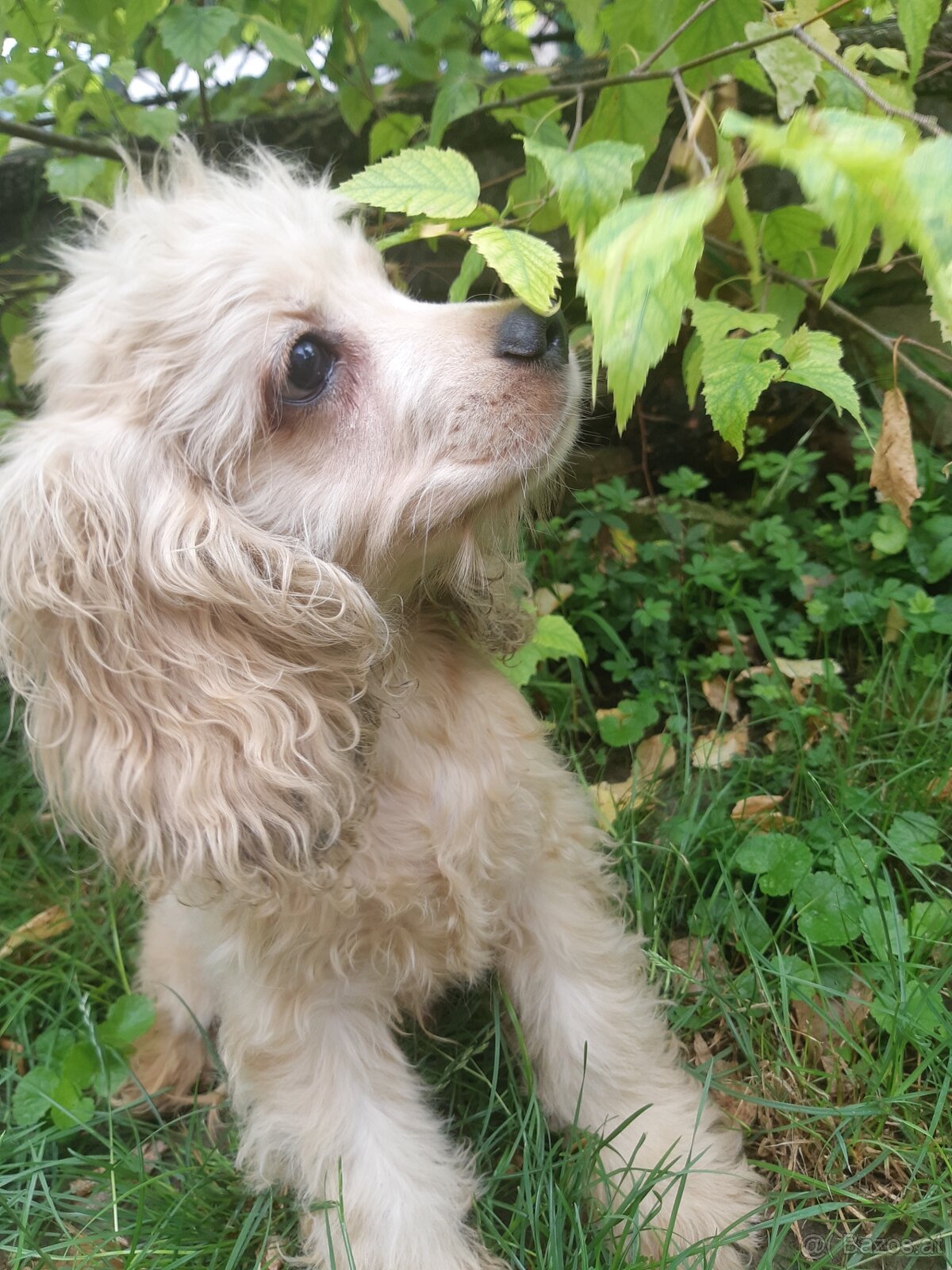 SPANIEL- FREUNDE AUFGEPASST - 7