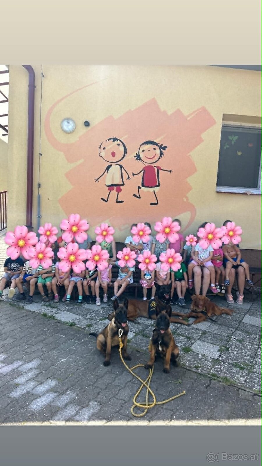 Belgischer Schäferhund (Malinois) - 7