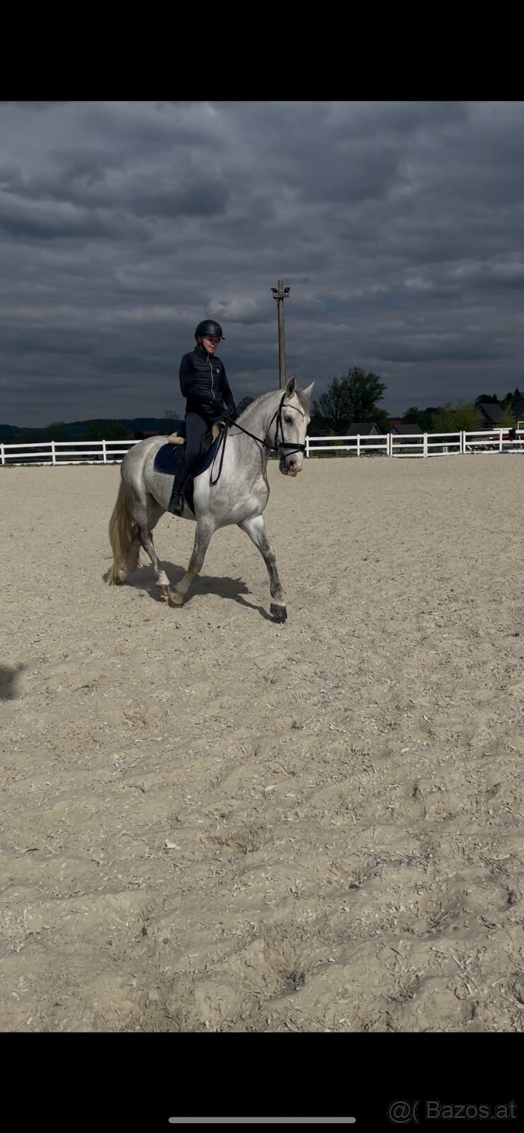 Kladruber horse - 7