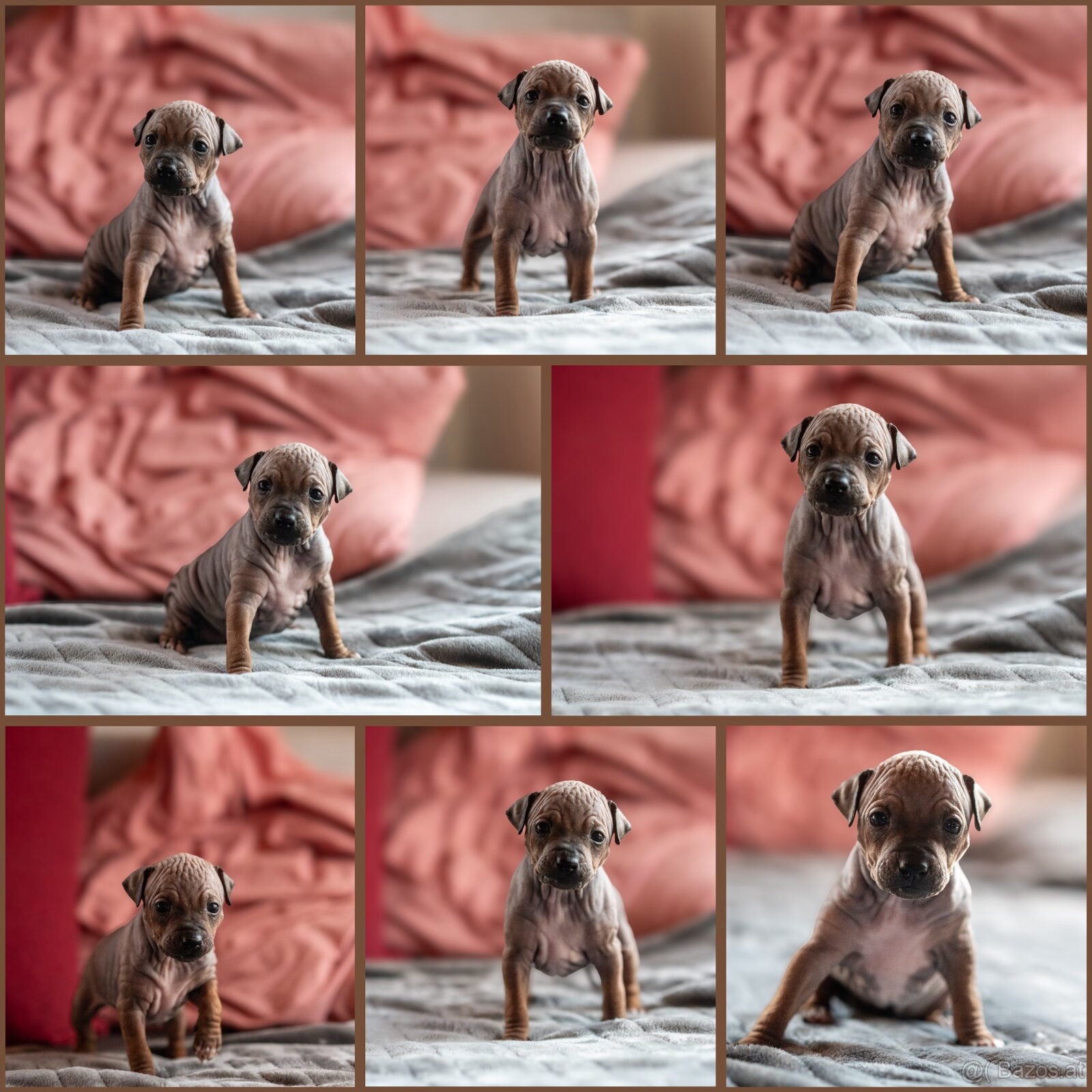 Welpen des Amerikanischen Nacktterriers - 7