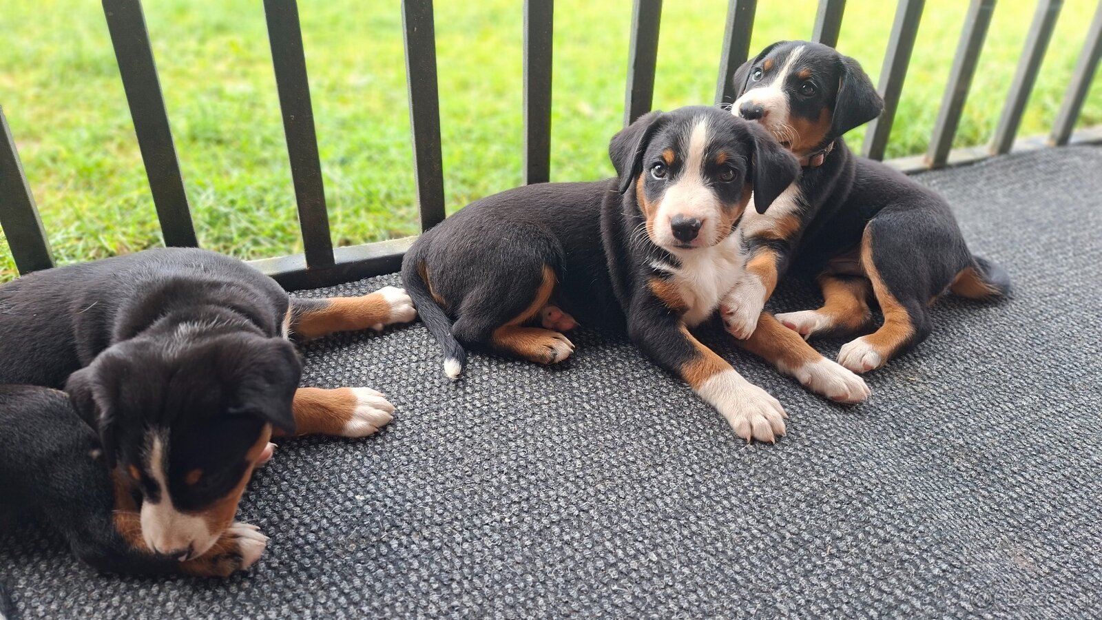 Appenzeller Sennenhund - FCI-Welpen - 7