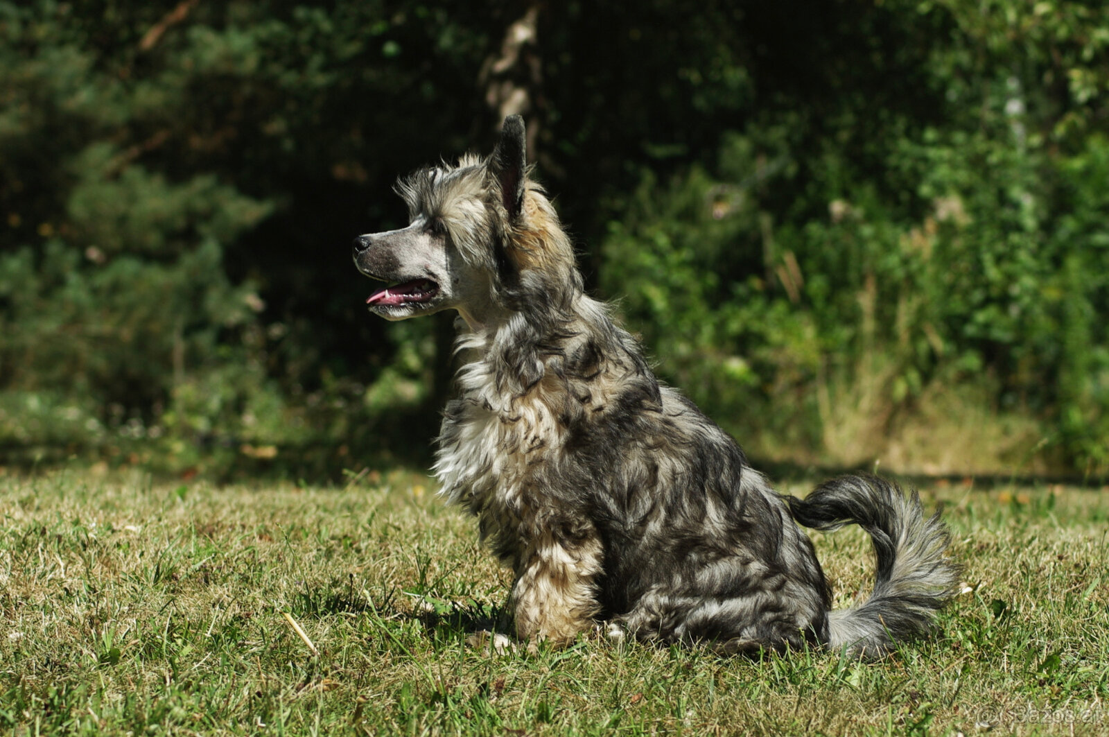 chinese crested dog - hairless - FCI - 7