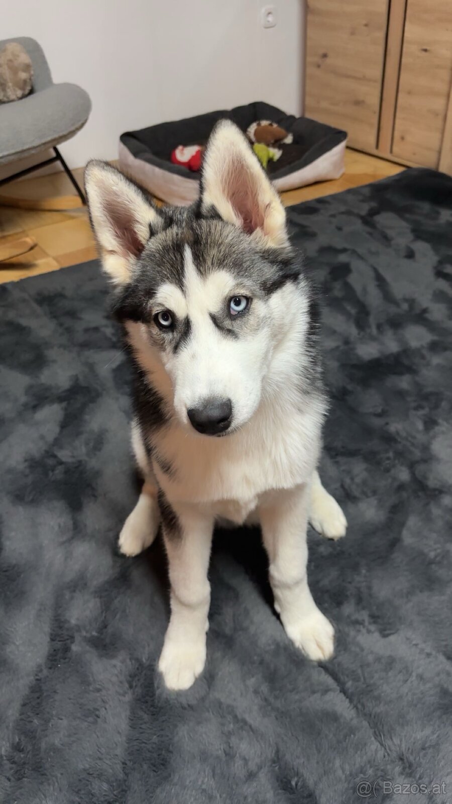 Sibirischer Husky Rüde zu vergeben - 7