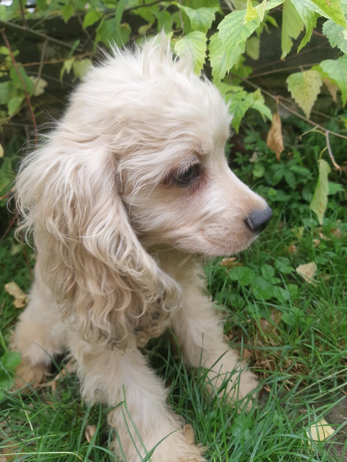 SPANIEL- FREUNDE AUFGEPASST - 7