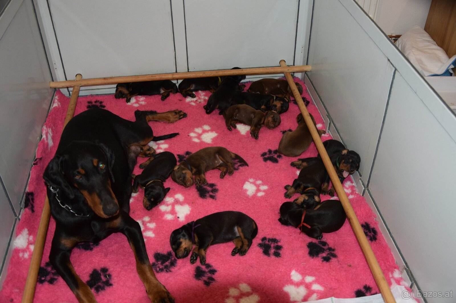 Dobermann - spitzen Welpen mit FCI Ahnentafel - 7