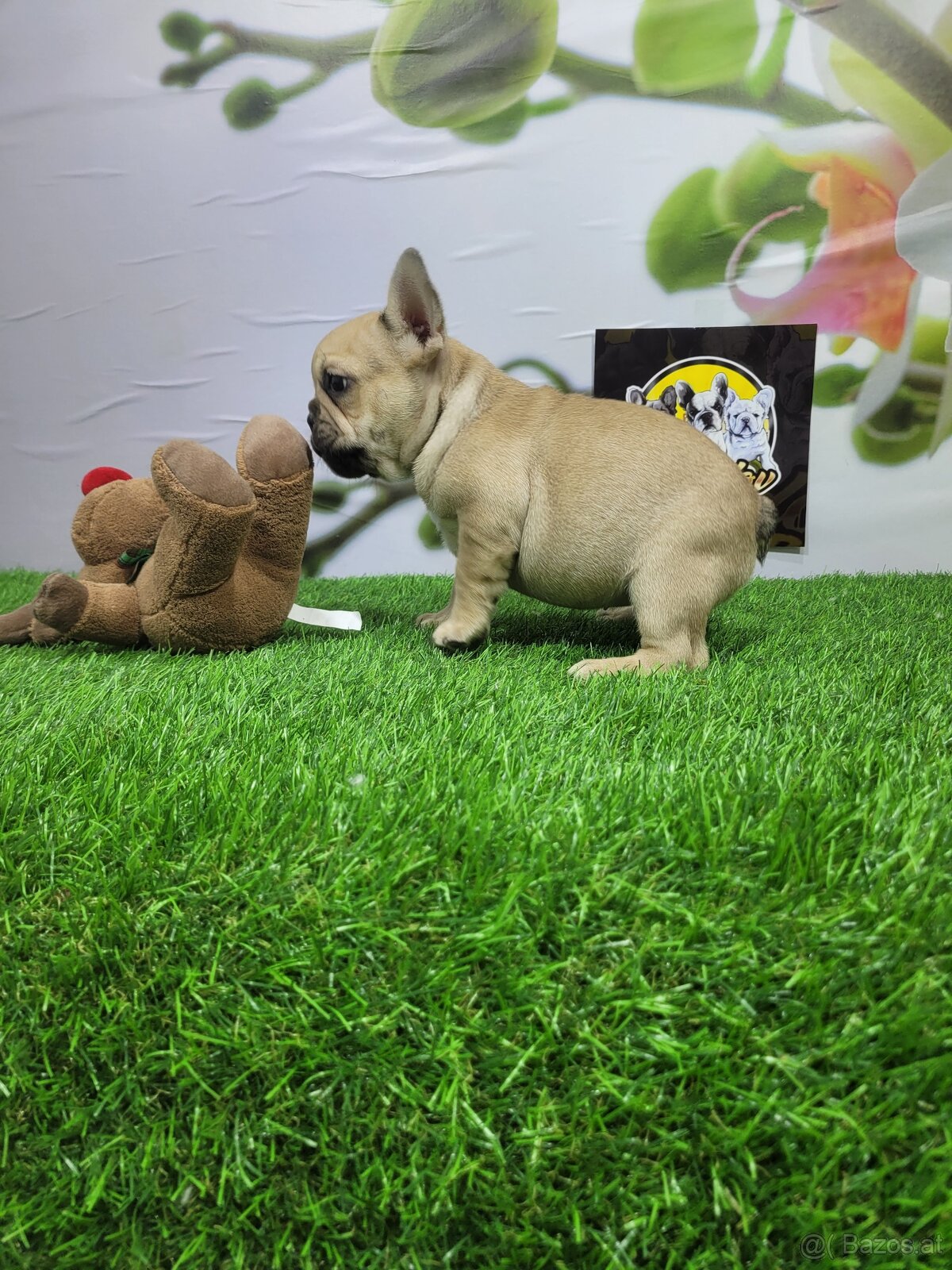 Französische Bulldoggen - 7