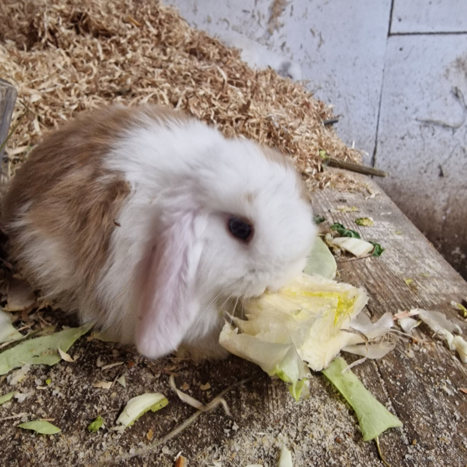 Minilop Häschen - 7