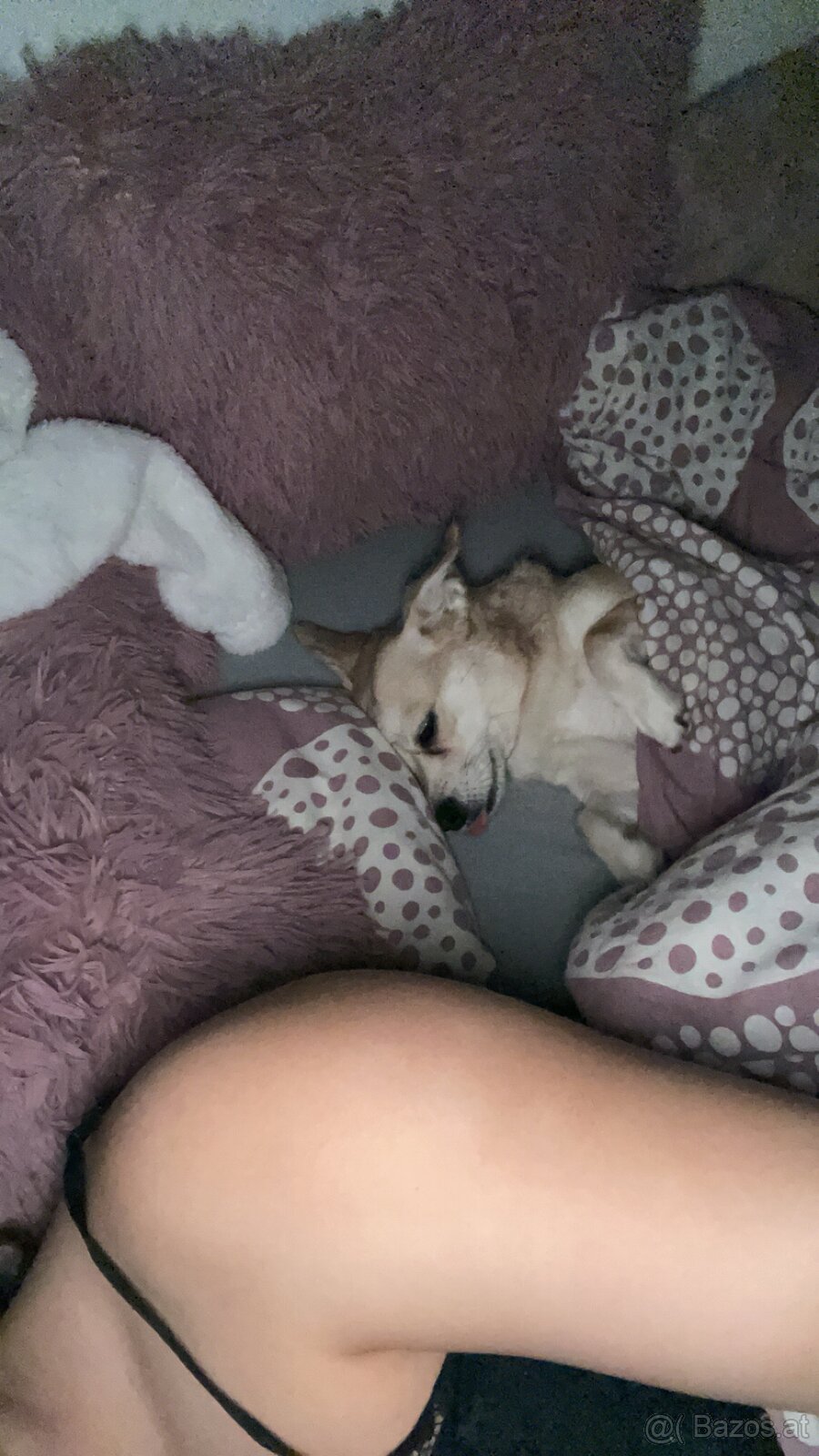 Hund zu verschenken - 7