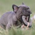Französische Bulldoggen Welpen mit Ahnentafel - 7