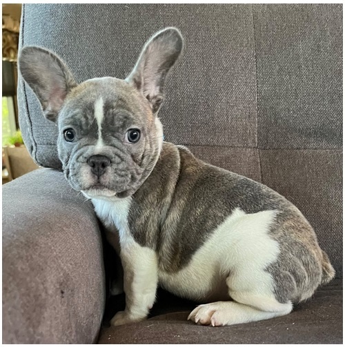 Französische Bulldoggen Welpen (Blue) suchen ein Zuhausegesu - 7