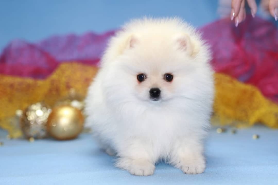 Pomeranian Zwergspitz Boo Welpen - 7