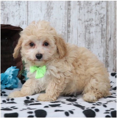 Maltipoo Welpen suchen liebevolles Zuhause - 7